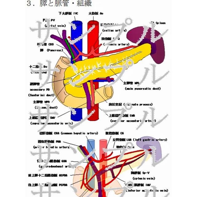 腹部超音波 腹部エコー 検査レベルアップ問題集 腹部の解剖を理解しよう の通販 By Shonan Mt Sg S Shop ラクマ