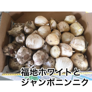 福地ホワイトとジャンボニンニク ミックス1.5㎏(野菜)