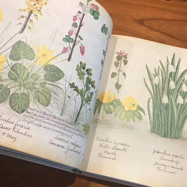 お値下げ☆洋書古書 A Victorian Flower Album 植物画