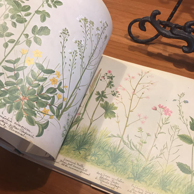 お値下げ☆洋書古書 A Victorian Flower Album 植物画