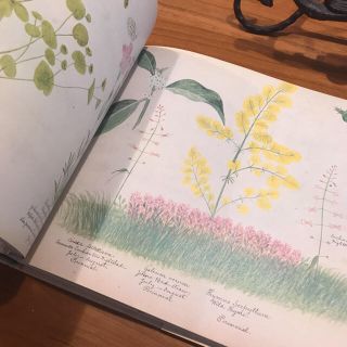 お値下げ☆洋書古書 A Victorian Flower Album 植物画