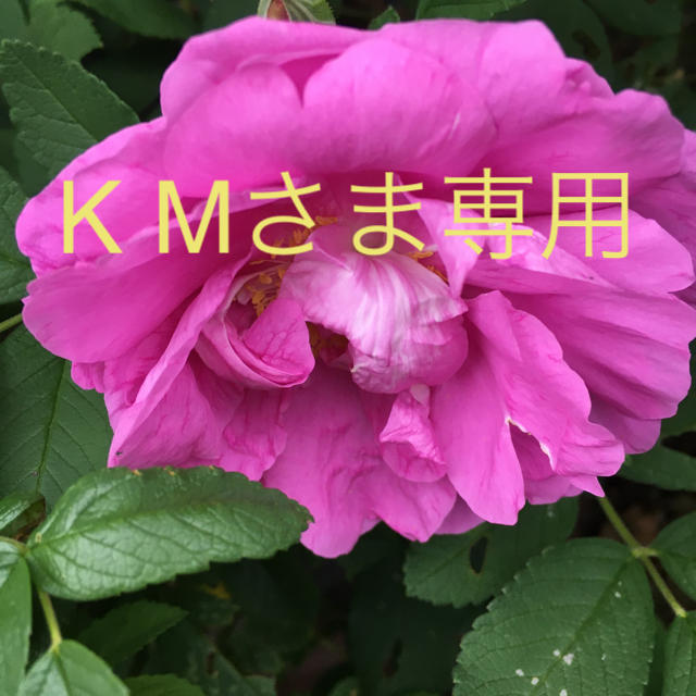 K M様専用です。食用薔薇　豊華　紫枝　各2本 ハンドメイドのフラワー/ガーデン(その他)の商品写真