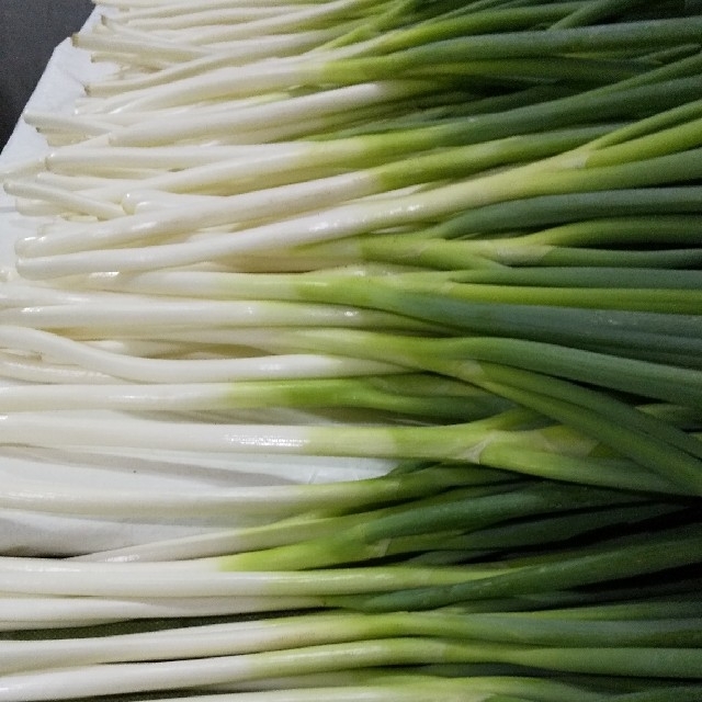 鳥取県産 白ねぎ(長ねぎ) 3kg 食品/飲料/酒の食品(野菜)の商品写真