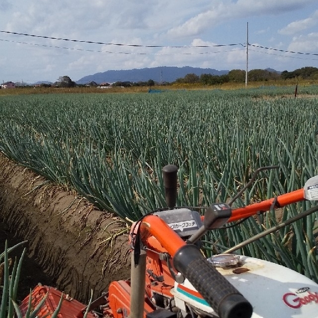 鳥取県産 白ねぎ(長ねぎ) 3kg 食品/飲料/酒の食品(野菜)の商品写真