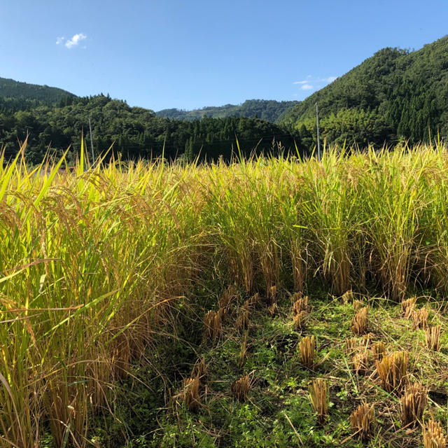 安心！安全！減農薬　鳥取県産きぬむすめ　玄米20kg×1袋　米/穀物