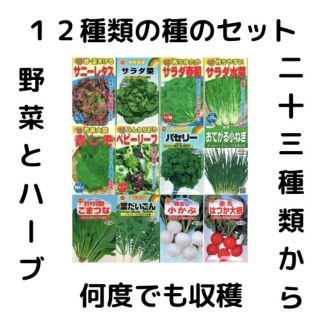 #1【すぐに何度でも収穫できるサラダ野菜の種12セット！】ベランダ、プランター(野菜)