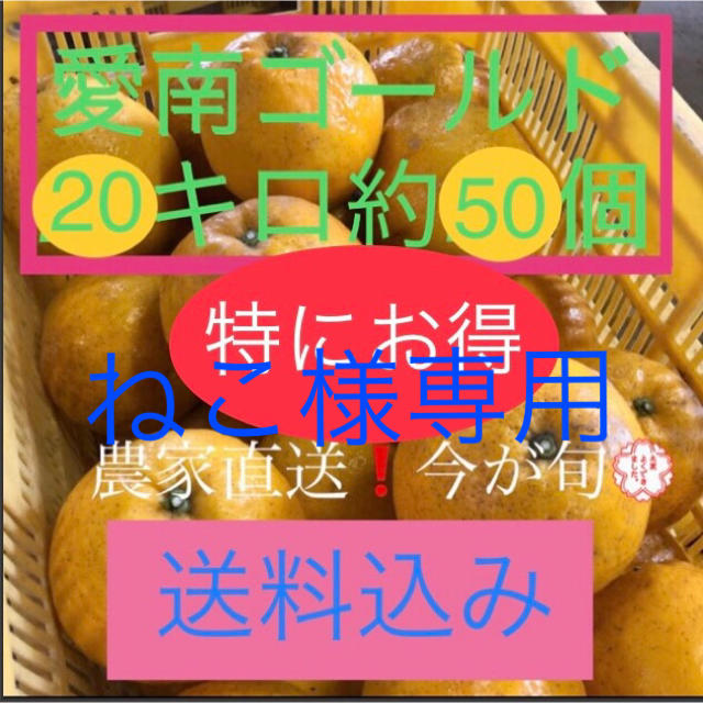 愛媛県産 農家直送 愛南ゴールド(河内晩柑) 食品/飲料/酒の食品(フルーツ)の商品写真