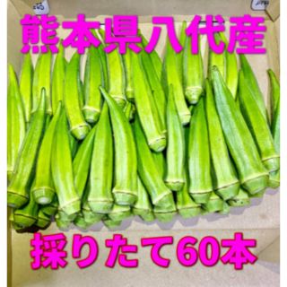 熊本県八代産　オクラ　ブルースカイ60本(野菜)