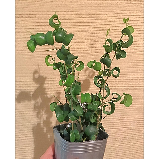 ベンジャミン　バロック   苗‼️   観葉植物　レア ハンドメイドのフラワー/ガーデン(その他)の商品写真