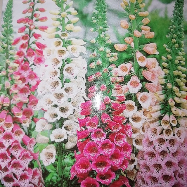 花の種 花種 ジギタリス ジキタリス １００粒の通販 By コロちゃん S Shop ラクマ