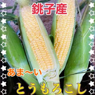 千葉県産甘ーい　とうもろこし７月１２日発送分(野菜)