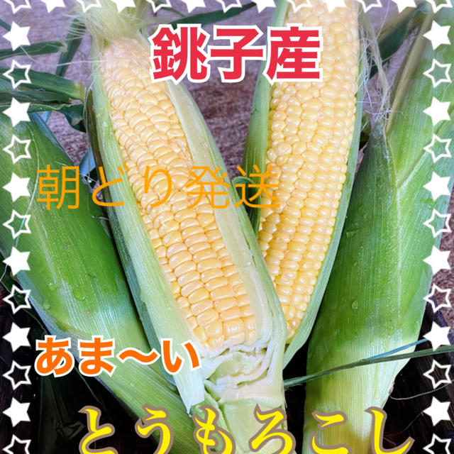 千葉県産甘ーい　とうもろこし７月１２日発送 食品/飲料/酒の食品(野菜)の商品写真