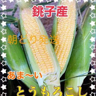 千葉県産甘ーい　とうもろこし７月１２日発送分(野菜)