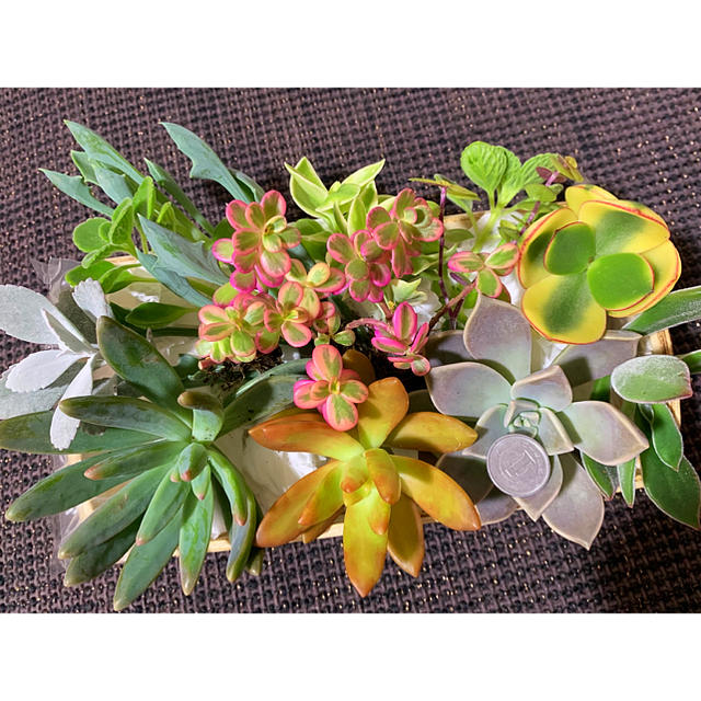 多肉植物カラフルカット苗 大苗 のおまけ付き明日までお得セールの通販 By マリshop ラクマ 多肉植物カラフルカット苗 大苗 のおまけ付き明日までお得セールの通販 By マリshop ラクマ