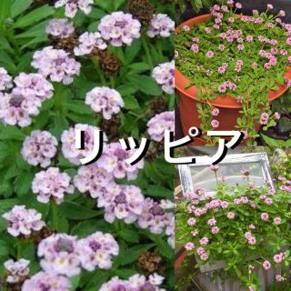 ヒメイワダレソウ  リッピア【抜き苗】◆宿根草◆50g(その他)