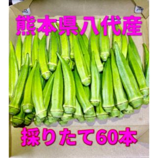 熊本県八代産　オクラ　ブルースカイ60本(野菜)