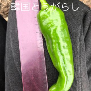 韓国青唐辛子！(野菜)