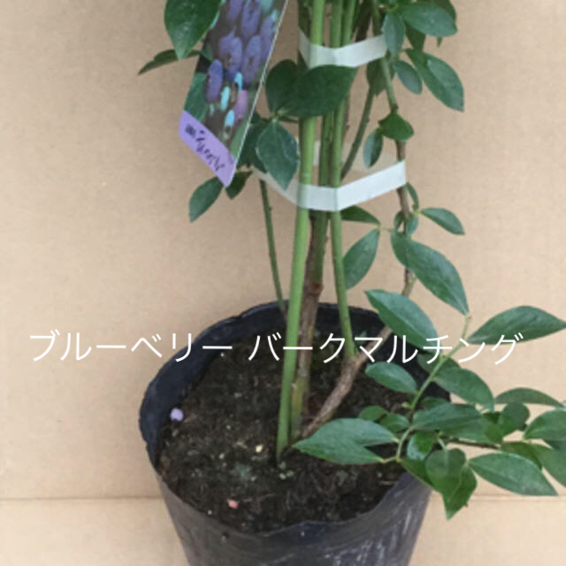 ブルーベリー バーク(樹皮) マルチング ✳️ 解説ページの専用 その他のその他(その他)の商品写真