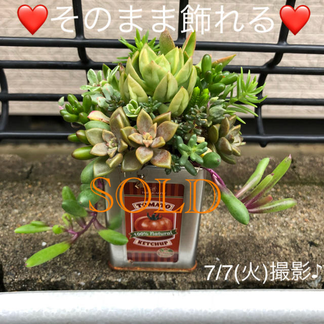 多肉植物❤︎寄せ植え❤︎そのまま飾れる♪7/13(月)発送予定