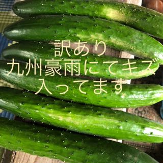 阿蘇のきゅうり　訳あり1.5kg(野菜)