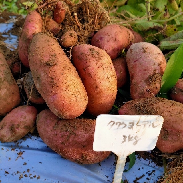 【農薬不使用】新じゃがいも いろいろ食べくらべセット （土付き！オマケ付!） 食品/飲料/酒の食品(野菜)の商品写真