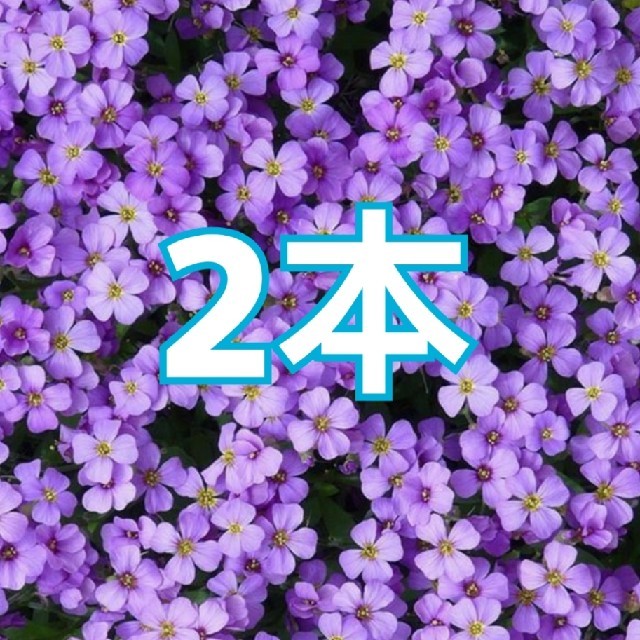 2本