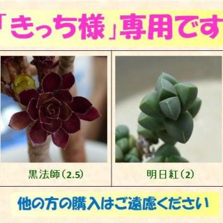 多肉植物 【0339】  まとめ買い「黒法師・明日紅」＆「多肉15種」セット(その他)