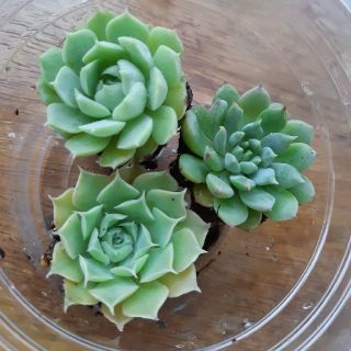 多肉植物 韓国苗 抜き苗(その他)