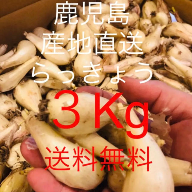 「鹿児島産地直送らっきょう」3kg 送料無料 Mサイズ 【残りわずか】 食品/飲料/酒の食品(野菜)の商品写真