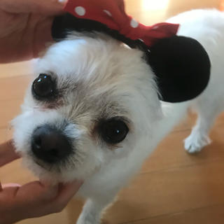 ディズニー(Disney)のディズニーカチューシャ ミニー 犬猫用ヘアゴム 髪飾り 東京ディズニーランド(犬)