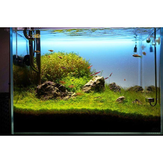 価格は安く 水槽 バックライトスクリーン 60cm 36cm アクアリウム Led 魚用品 水草 Www Piersoft Com