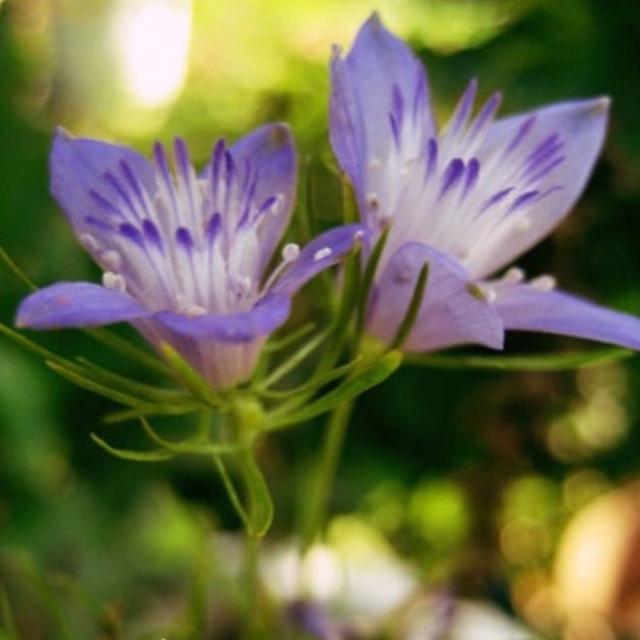 秋 春蒔き 希少なニゲラ ブルースター 種粒 星型の可愛いお花です の通販 By Tsukino Usagi Flower Seeds ラクマ