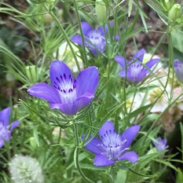 秋 春蒔き 希少なニゲラ ブルースター 種粒 星型の可愛いお花です の通販 By Tsukino Usagi Flower Seeds ラクマ