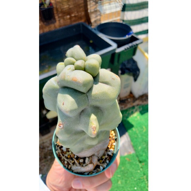 ロホセレウス(福禄寿) サボテン ロフォセレウスの通販 by よう ロホセレウス(福禄寿) サボテン ロフォセレウスの通販 by よう