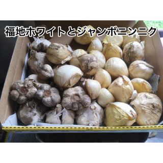 福地ホワイトとジャンボニンニク 1.5㎏(野菜)