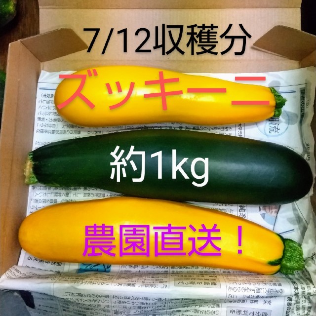 ズッキーニ(7/12収穫分) 食品/飲料/酒の食品(野菜)の商品写真