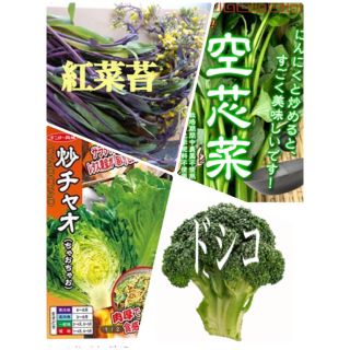 今まきどき★海外伝統野菜★種セット(その他)