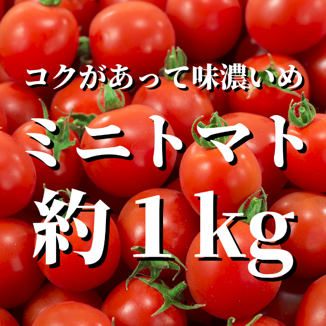 八ヶ岳(長野県) 産 ミニトマト 約850g  味濃いめ　安心な割れ保証あり 食品/飲料/酒の食品(野菜)の商品写真