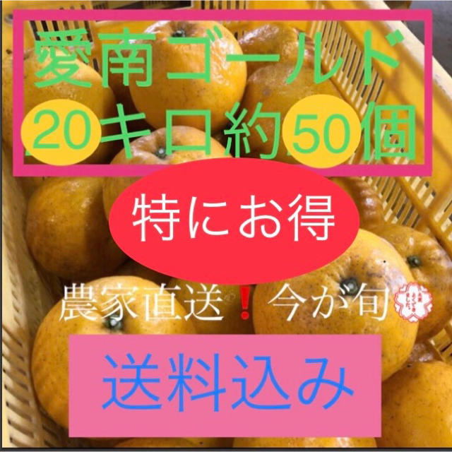 愛媛県産 農家直送 愛南ゴールド(河内晩柑) 食品/飲料/酒の食品(フルーツ)の商品写真