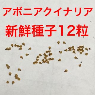 アボニア クイナリア 赤花新鮮種子12粒(その他)