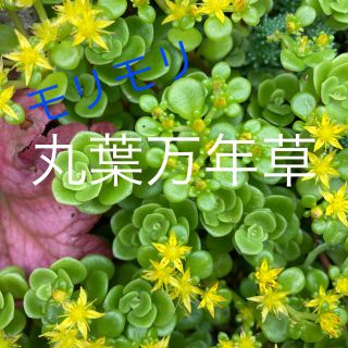 丸葉万年草　多肉植物　グランドカバー　寄せ植え(その他)