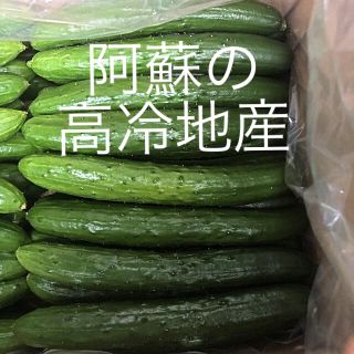 阿蘇のきゅうり 1.5kg 即購入OK 次回発送7月23日(野菜)