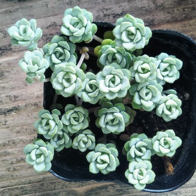 完売 抜き苗 ケープブランコ 白雪ミセバヤ 多肉植物 セダムの通販 By ちぃ S Shop ラクマ 完売 抜き苗 ケープブランコ 白雪ミセバヤ 多肉植物 セダムの通販 By ちぃ S Shop ラクマ