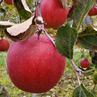 値下げ☆江刺のりんご🍎100%ジュース☆美味しいよ♪(フルーツ)