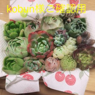 kobun様ご確認用  ミニ寄せ植え16種セット(その他)