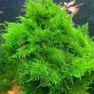 南米ウィローモス15g(アクアリウム)
