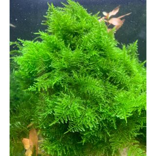 南米ウィローモス15g(アクアリウム)