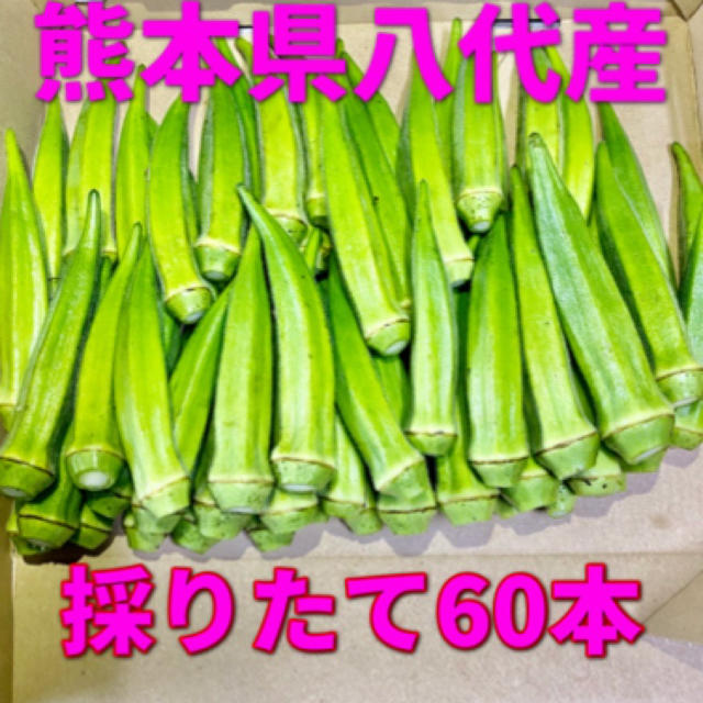 熊本県八代産　オクラ　ブルースカイ60本 食品/飲料/酒の食品(野菜)の商品写真