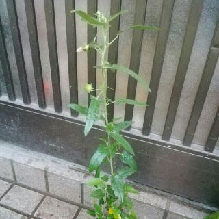 観葉植物　庭木　姫ムクゲ　姫木槿の苗(その他)