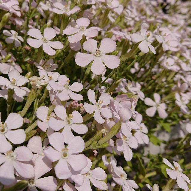 お花の種　シレネ　白色 ハンドメイドのフラワー/ガーデン(プランター)の商品写真